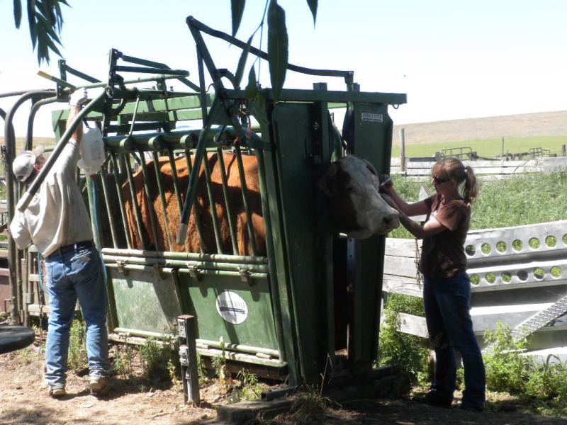 Ganado en una manga de trabajo durante una captura de campo